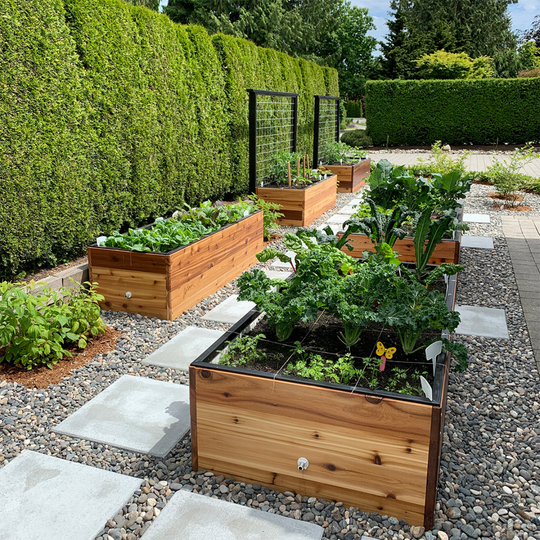 LifeSpace Edible Garden Consultation